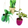 Hot The Jolly Christmas Shop Cody Foster 4.5" Pothos, Snakeplant, Or Fern Christmas Ornament PO-2079